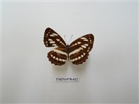 藏品(豆環蛺蝶)的圖片